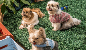 Roupinhas para cachorros em tricô