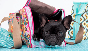 Bolsa, caminhas e acessórios para pets