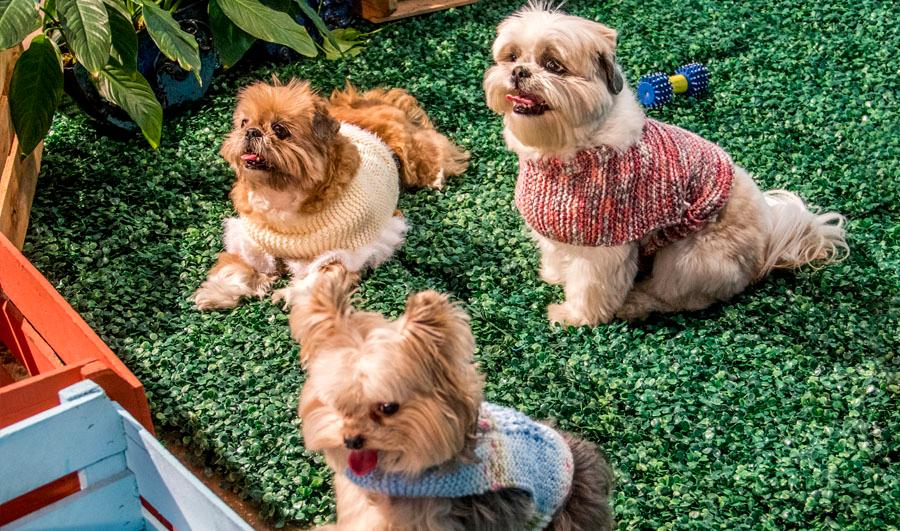 Roupinhas para cachorros em tricô